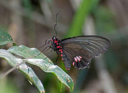 Parides sesostris (Cramer (1779)) resmi