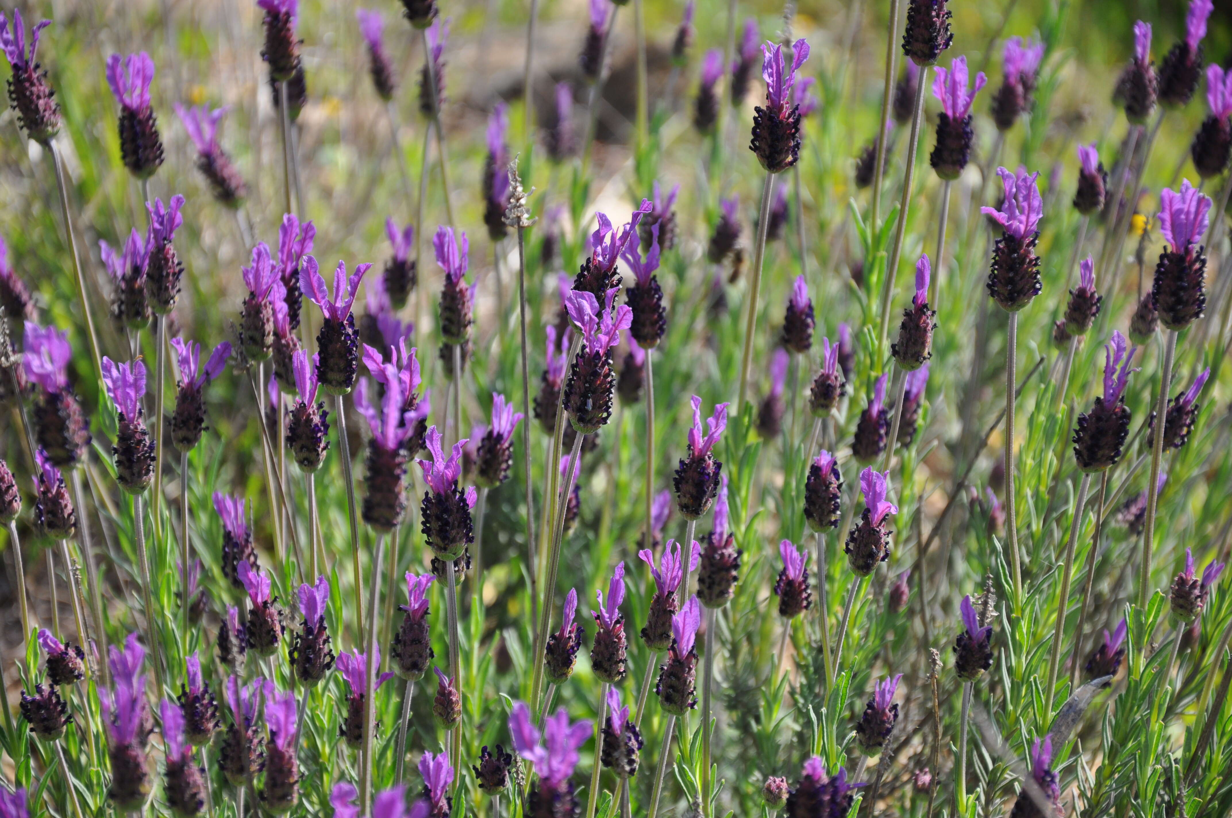 Imagem de Lavandula pedunculata (Mill.) Cav.