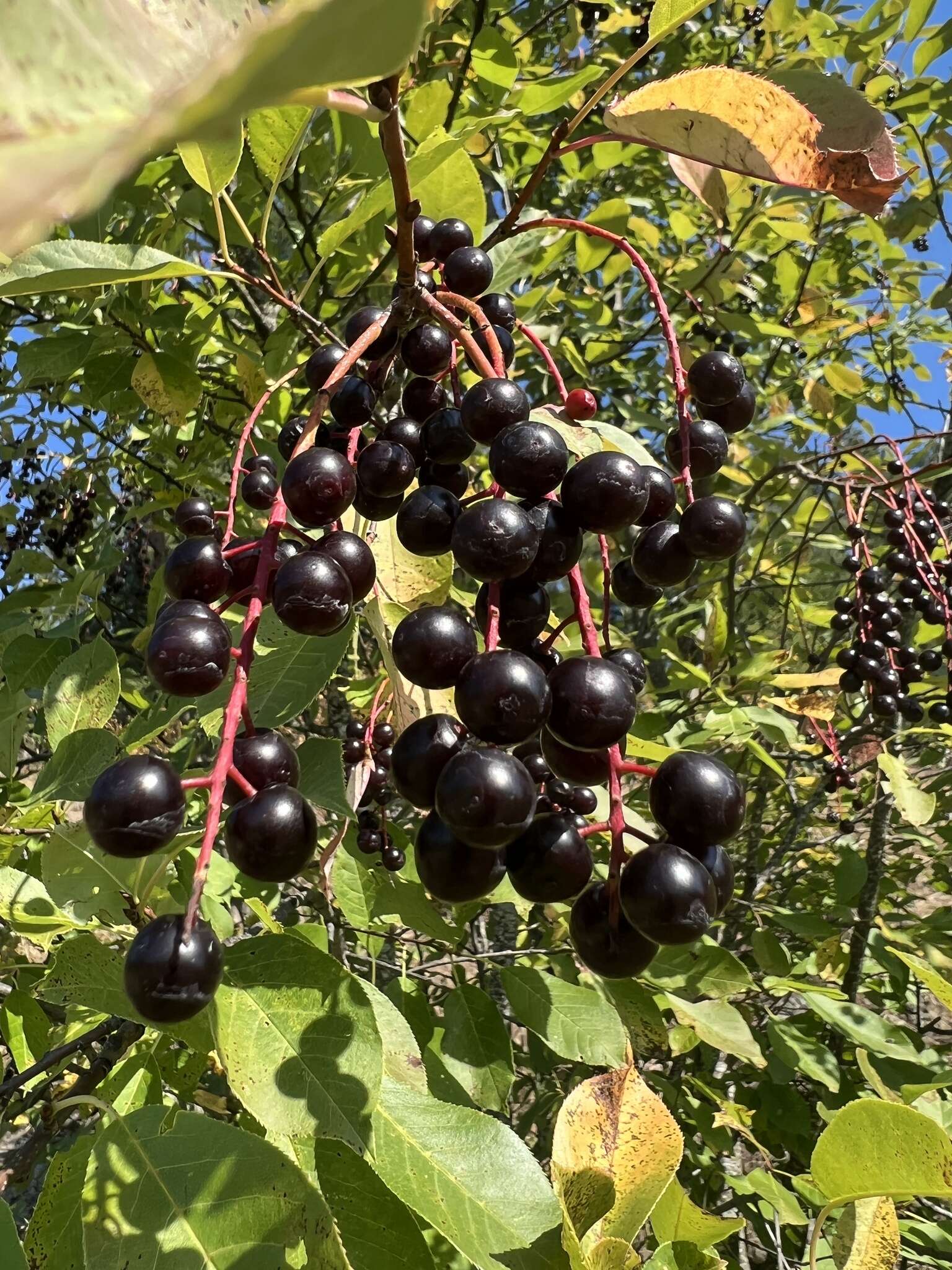 Imagem de Prunus virginiana var. melanocarpa (A. Nels.) Taylor & Mac Bryde