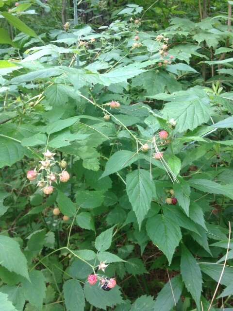 Image of black raspberry