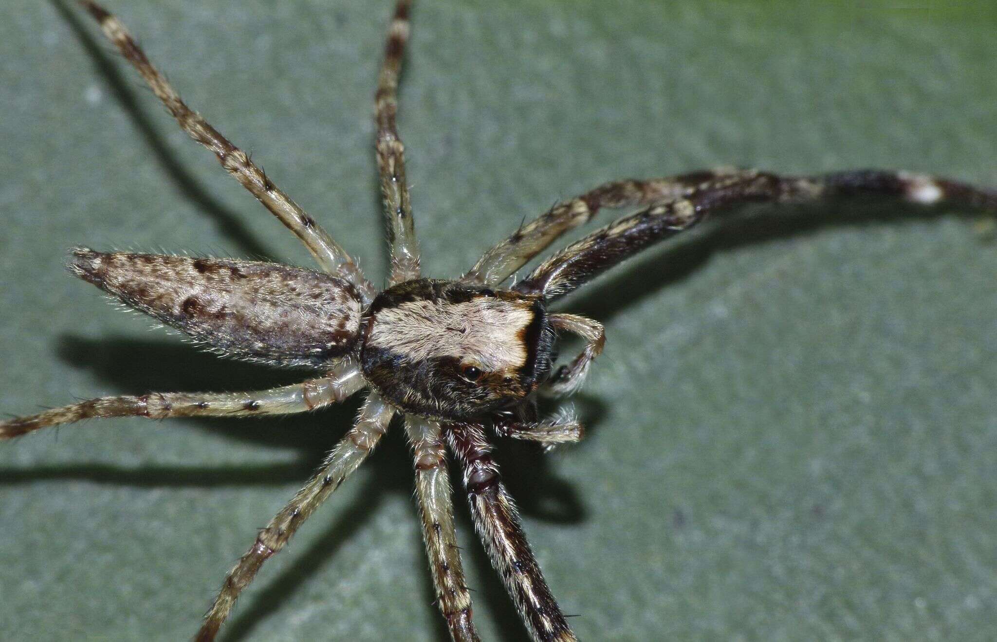 Image of Bronze Hopper