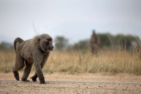 Image of Anubis Baboon