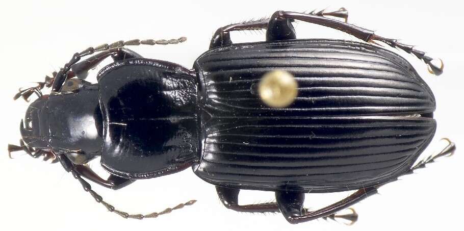 Image of Carabidae