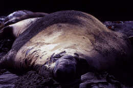 Image of South Atlantic Elephant-seal