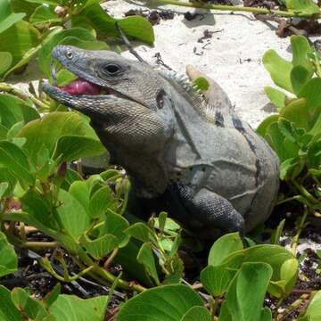 Image of Ctenosaura