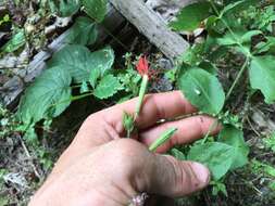 Imagem de Silene rotundifolia Nutt.