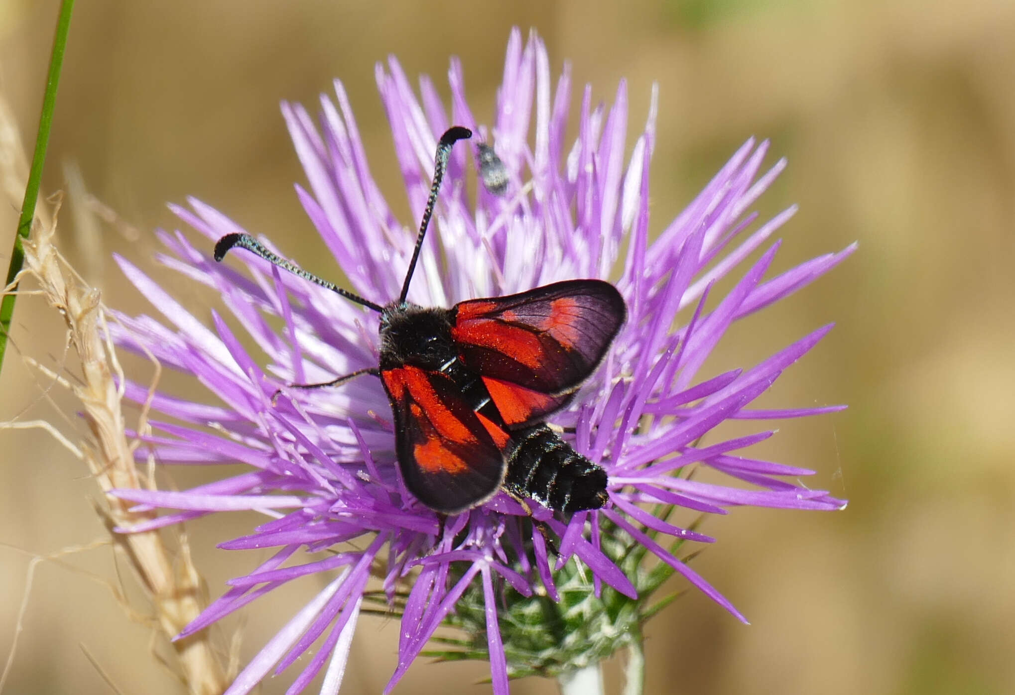 Image of Zygaena punctum Ochsenheimer 1808