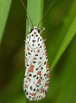 Image of Utetheisa pulchelloides Hampson 1907