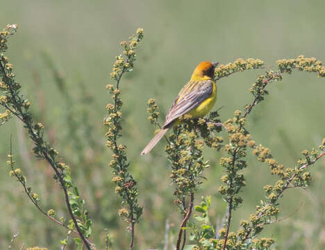 Image of Brown-headed Bunting