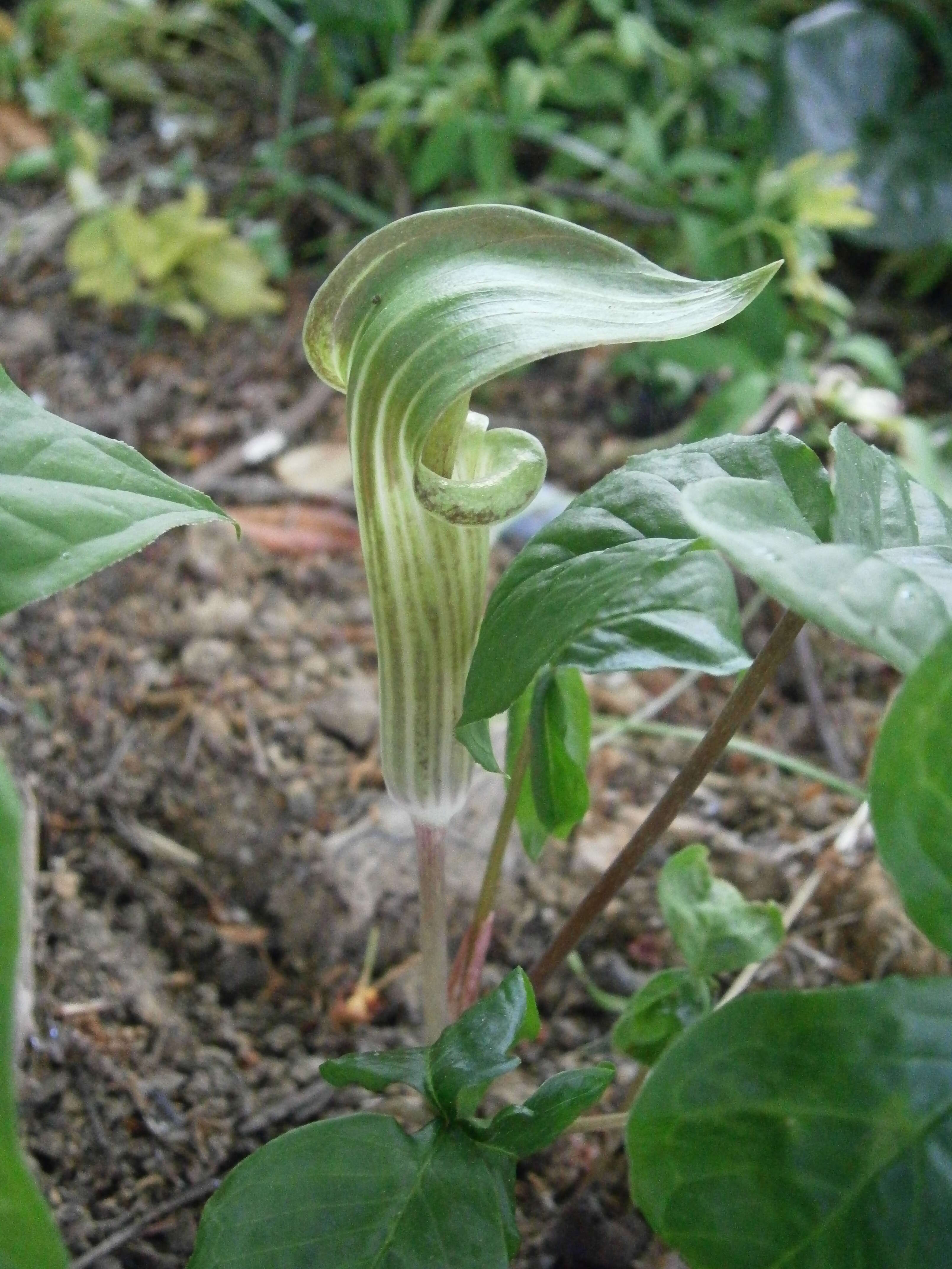 Слика од Arisaema triphyllum (L.) Schott