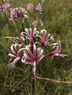 Image of Nerine angustifolia (Baker) W. Watson