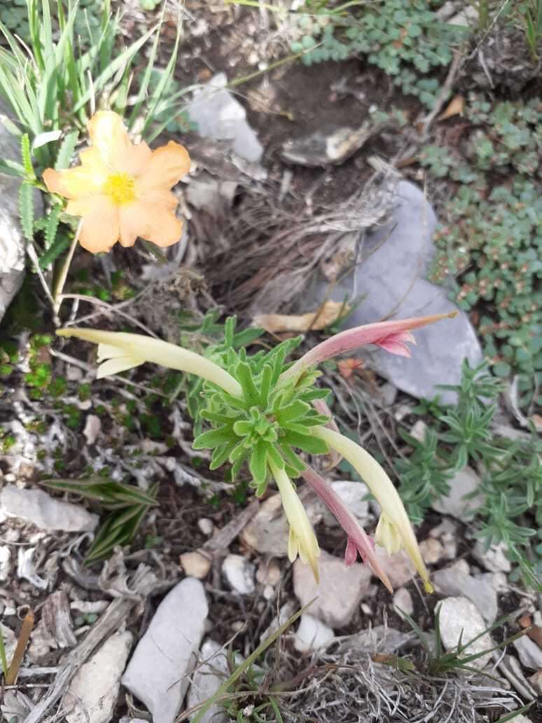 Plancia ëd Castilleja mexicana (Hemsl.) Gray