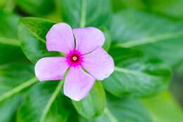 Image of Madagascar periwinkle