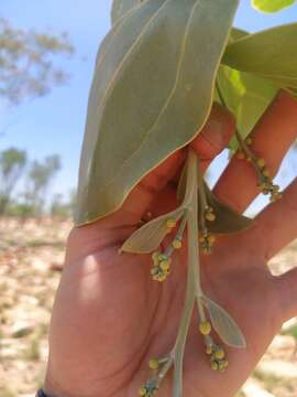 Image of Acacia dunnii (Maiden) Turrill