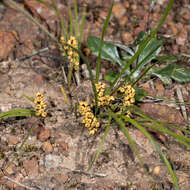 Imagem de Lomandra sororia (F. Muell. ex Benth.) Ewart