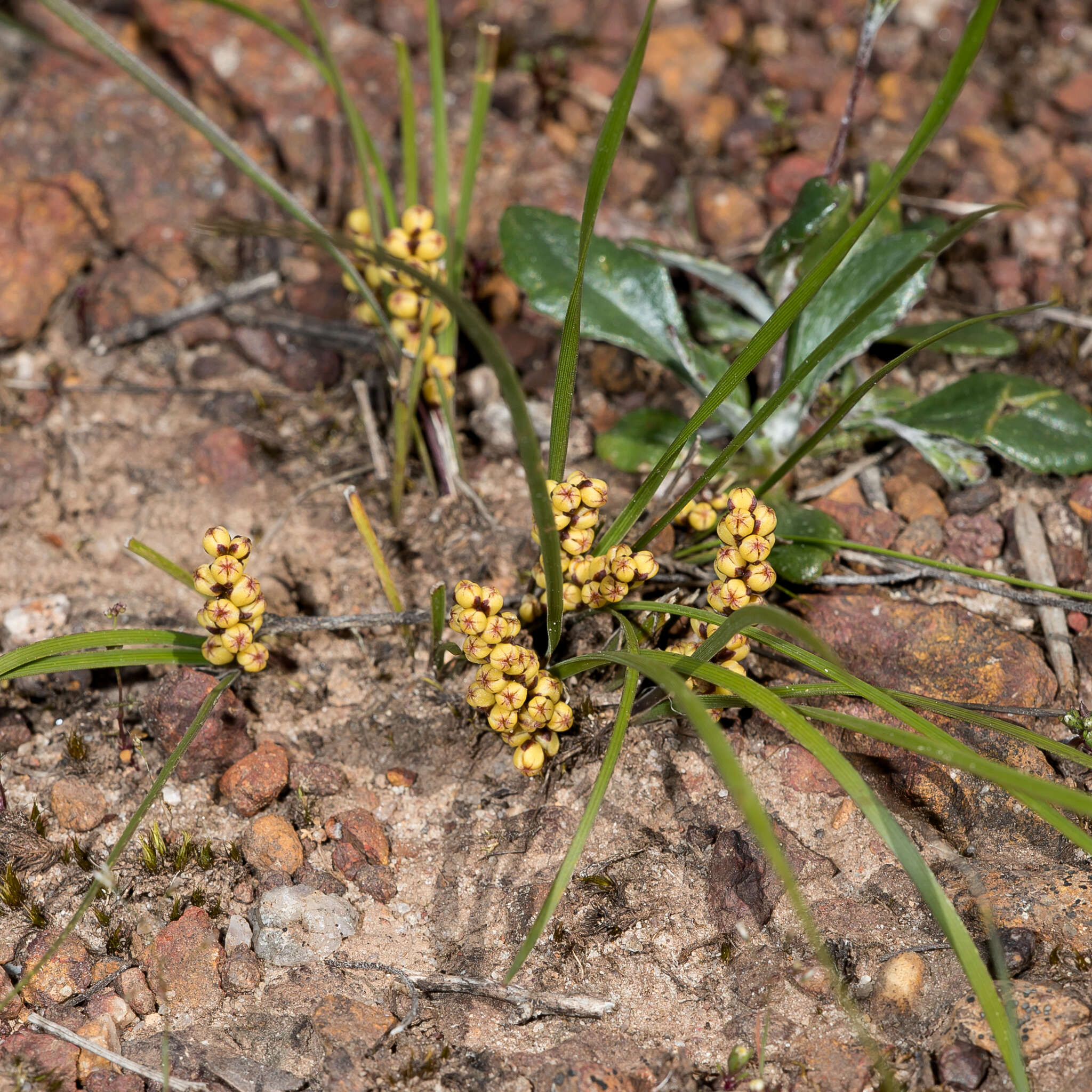 Imagem de Lomandra sororia (F. Muell. ex Benth.) Ewart