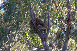 Image of koalas