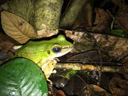 Image of Green Tree Frog