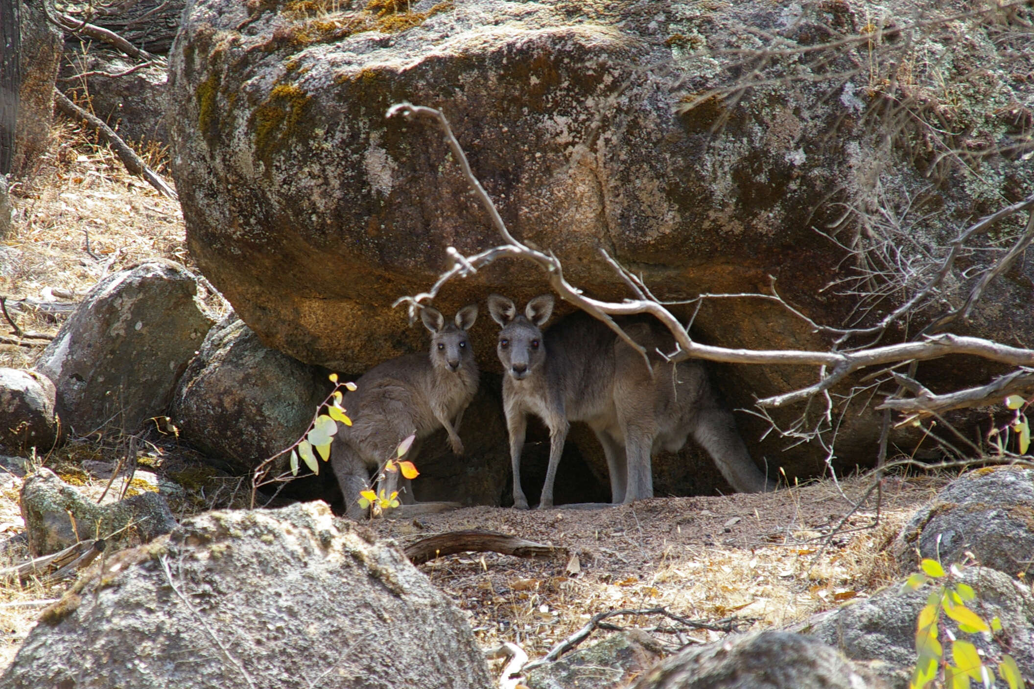 Image of kangaroo