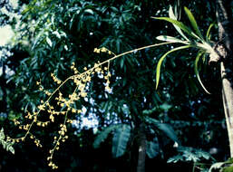 Image of Oncidium baueri Lindl.