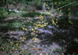 Image of Oncidium baueri Lindl.