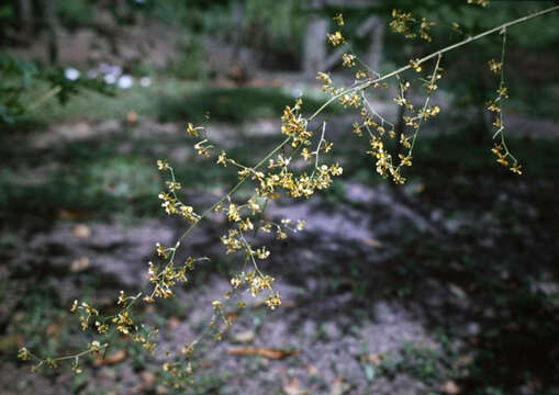 Image of Oncidium baueri Lindl.