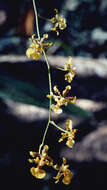 Image of Oncidium baueri Lindl.