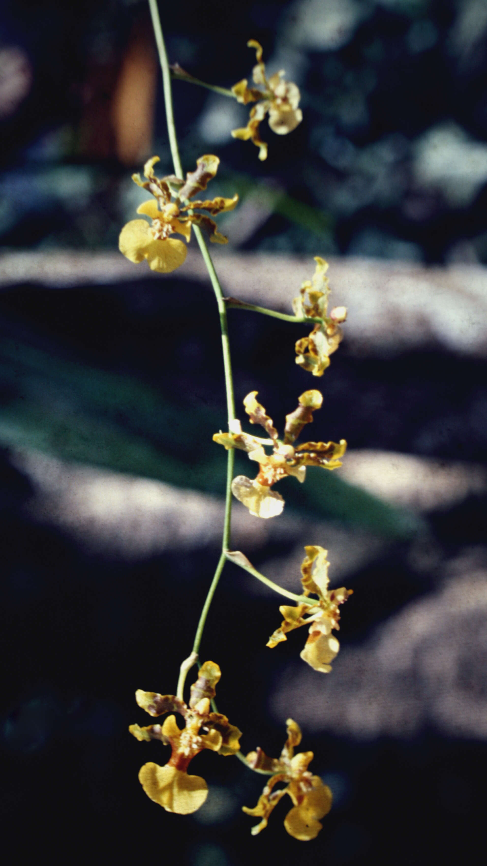 Image of Oncidium baueri Lindl.