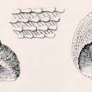Image of Clanculus leucomphalus Verco 1905