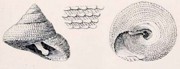 Image de Clanculus leucomphalus Verco 1905