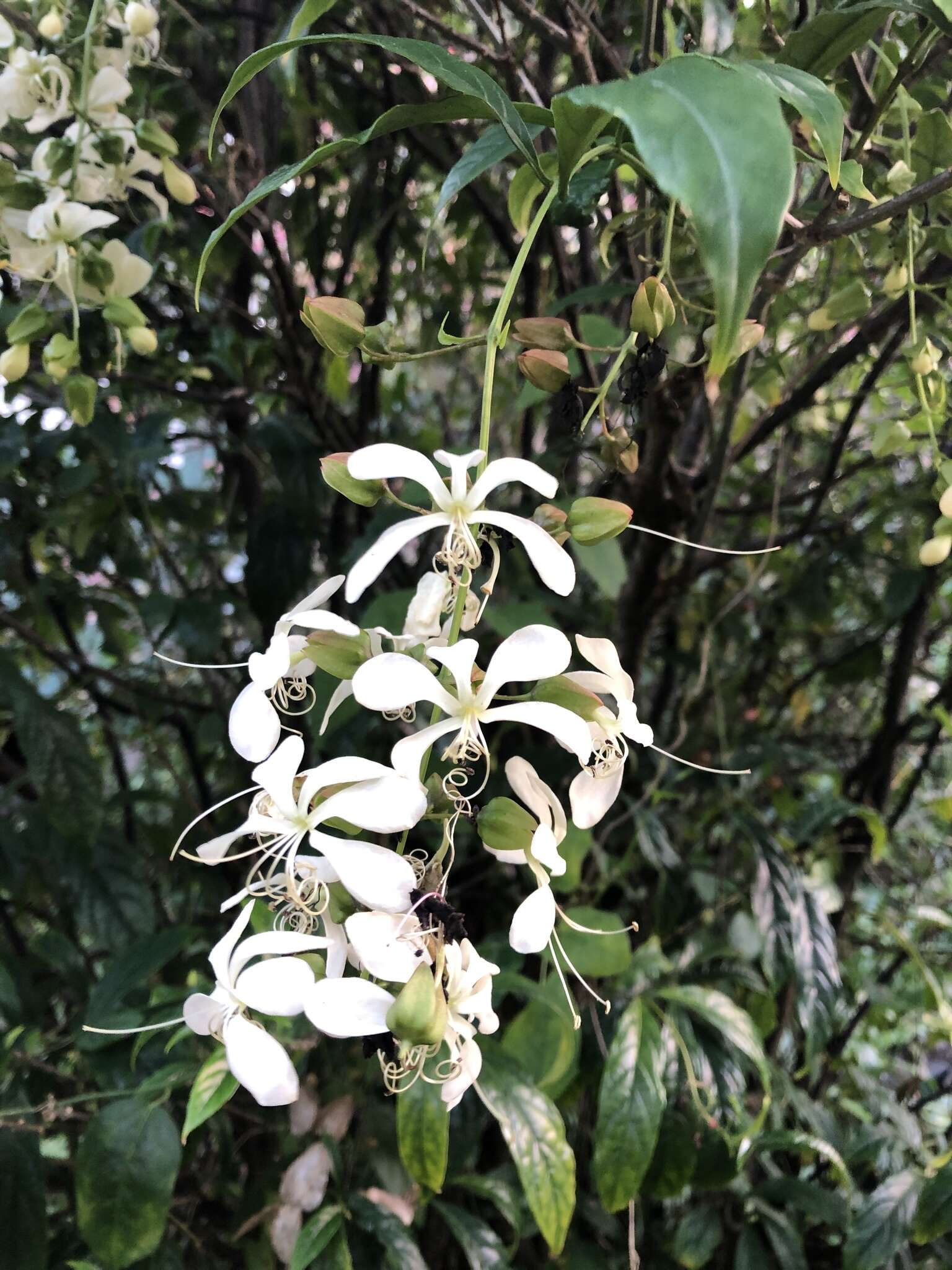 Imagem de Clerodendrum laevifolium Blume