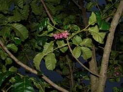 Image of Vitex lucens Kirk