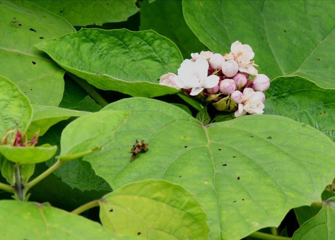 Clerodendrum chinense (Osbeck) Mabb. resmi