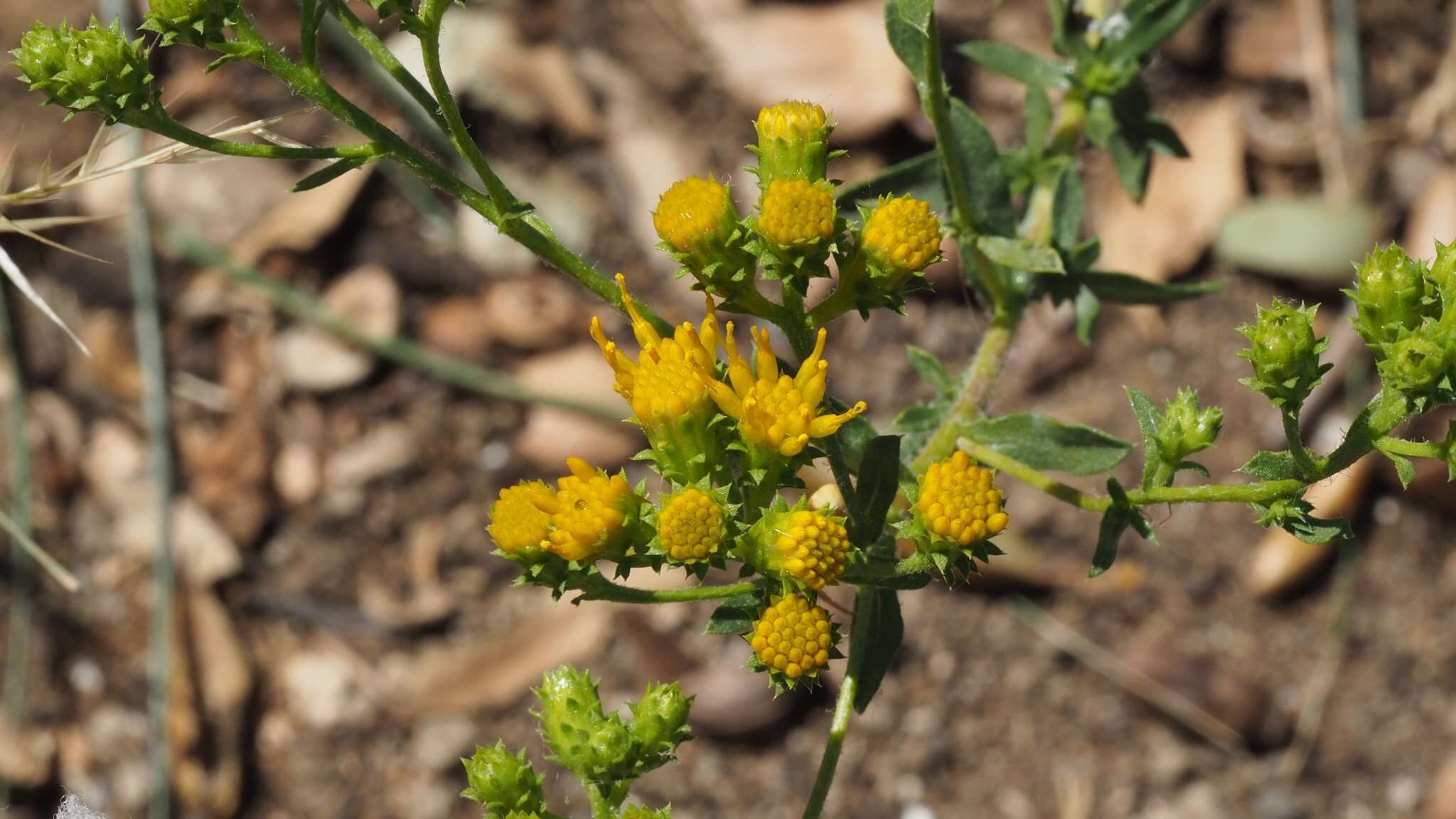 Image de Isocoma menziesii var. vernonioides (Nutt.) G. L. Nesom