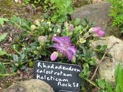 Image of Rhododendron keleticum I. B. Balf. & Forrest