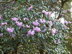 Image of Rhododendron rubiginosum Franch.