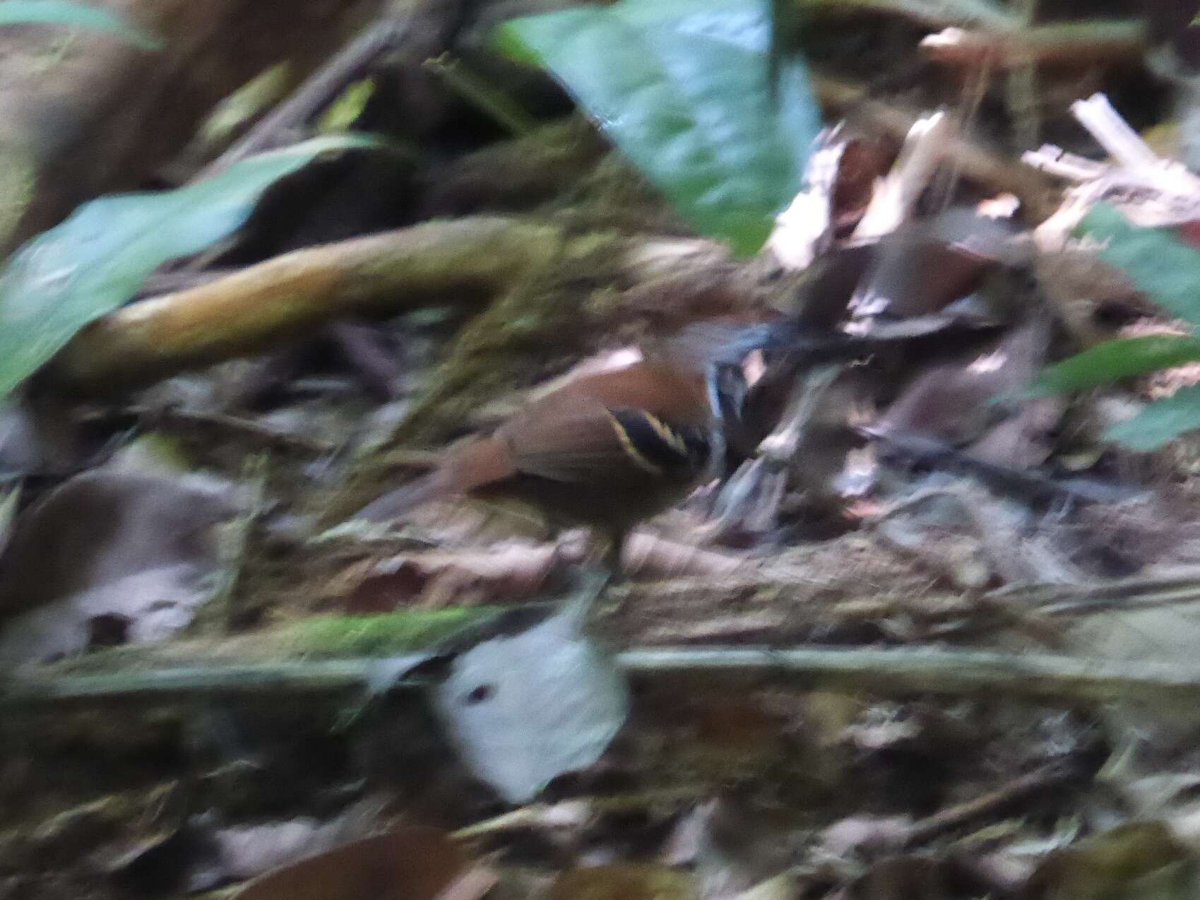 Image of Ferruginous-backed Antbird