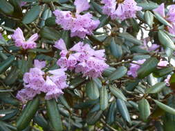 Image of Rhododendron rubiginosum Franch.