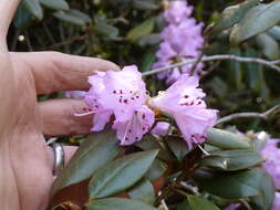 Image of Rhododendron rubiginosum Franch.