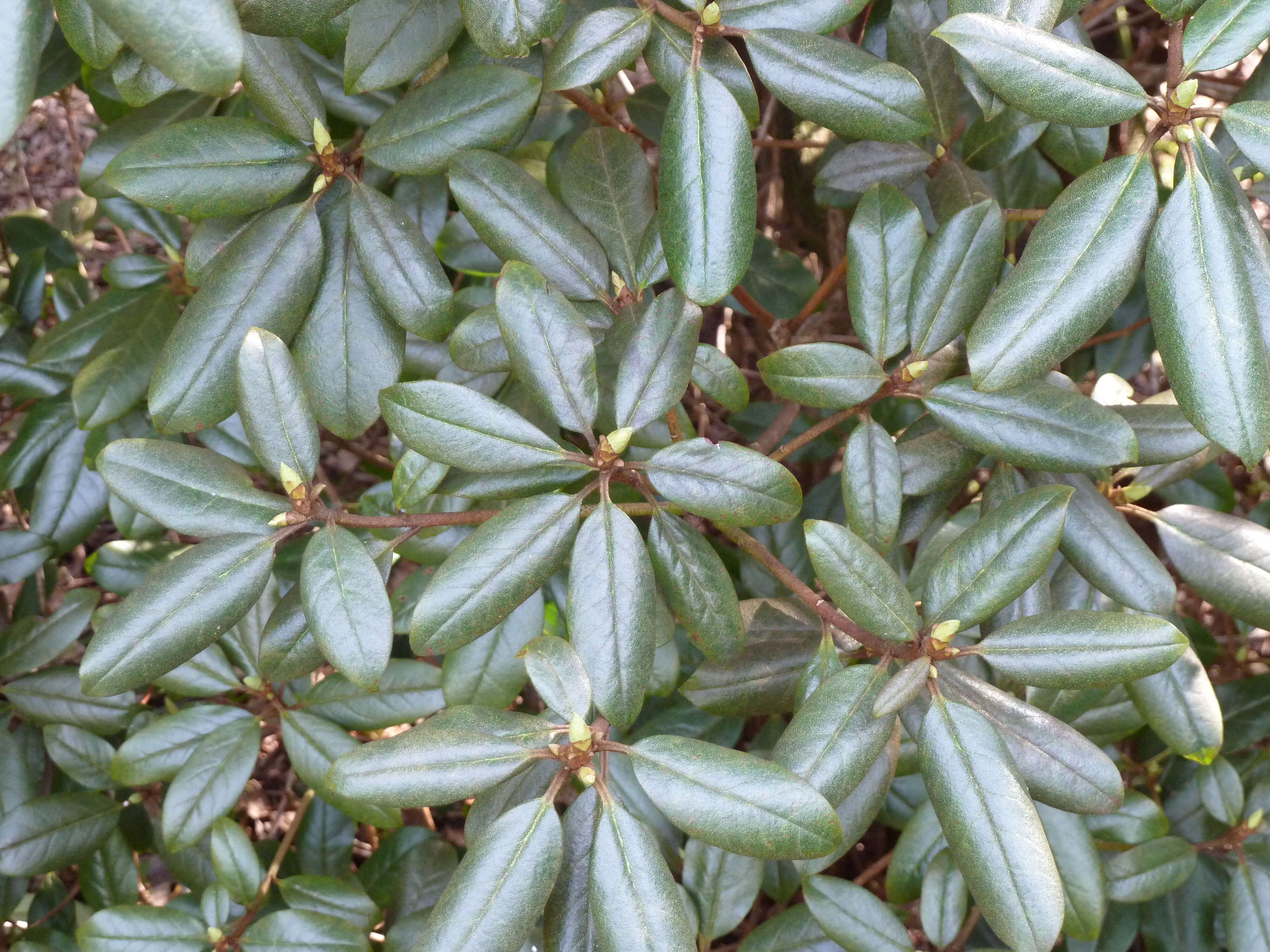 Image of Rhododendron rubiginosum Franch.