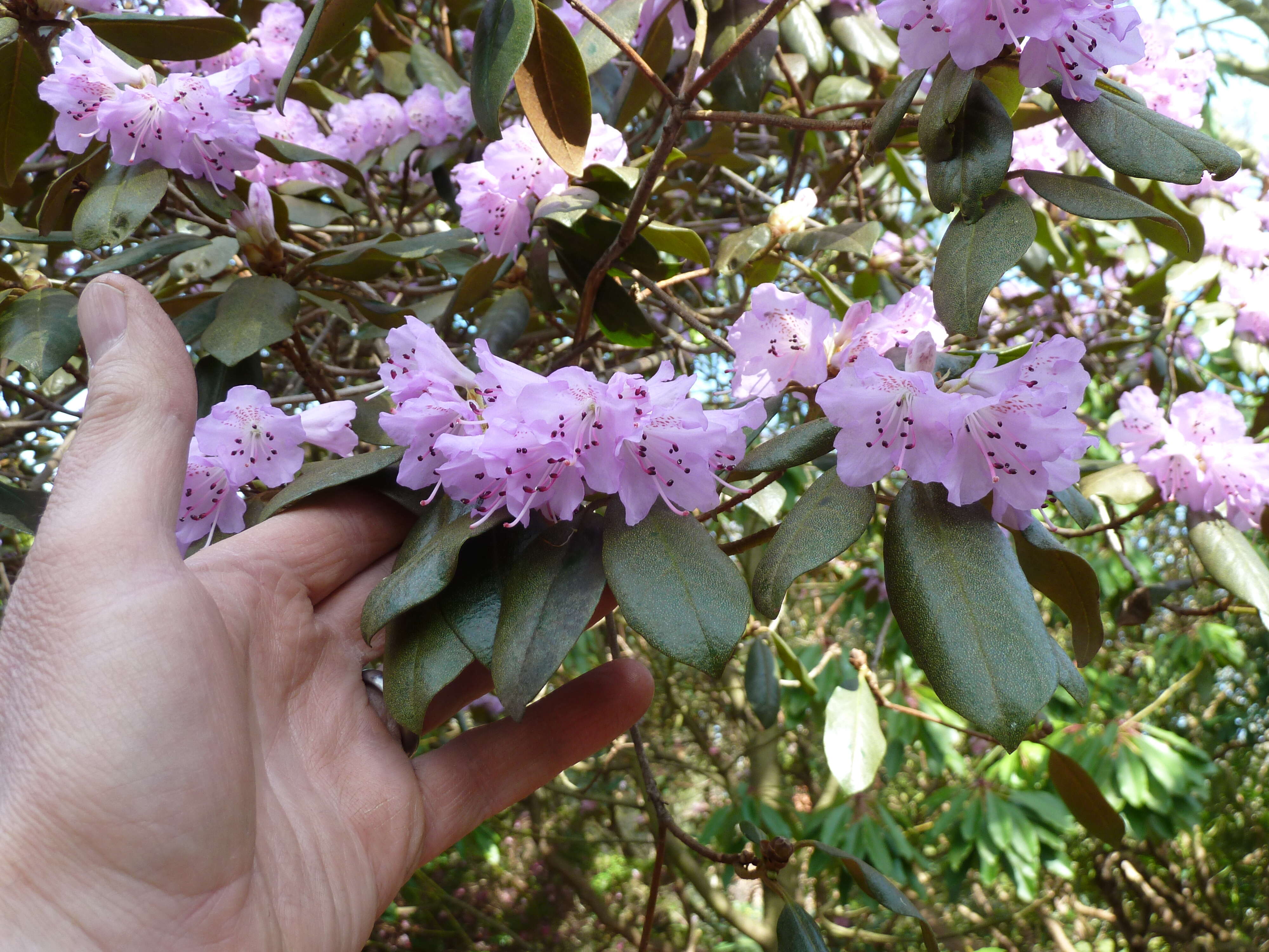 Image of Rhododendron rubiginosum Franch.