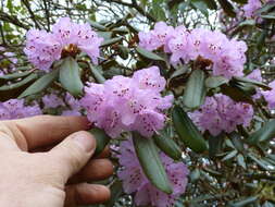 Image of Rhododendron rubiginosum Franch.