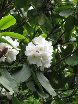 Imagem de Rhododendron hemsleyanum E. H. Wilson