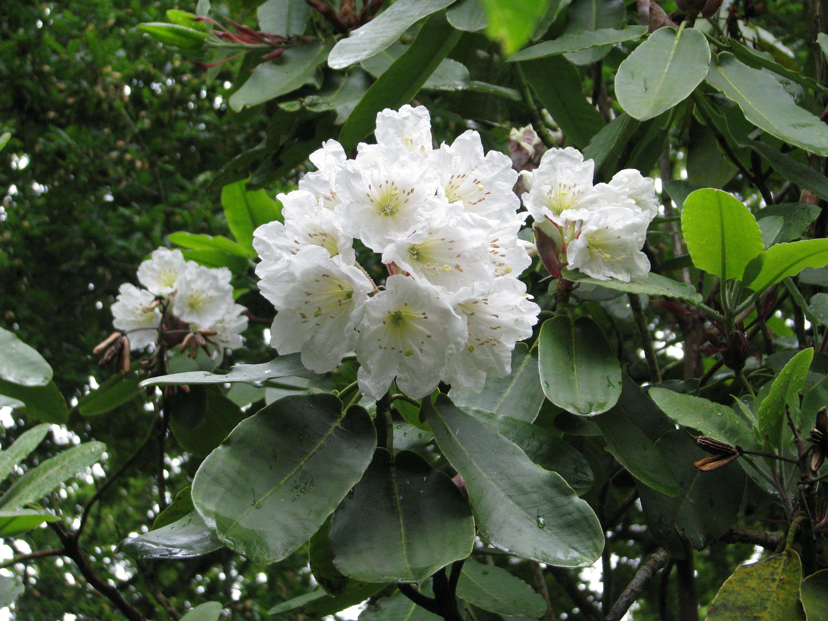 Image of Rhododendron hemsleyanum E. H. Wilson