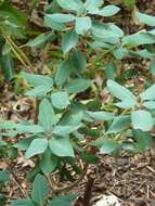 Imagem de Rhododendron oreotrephes W. W. Smith