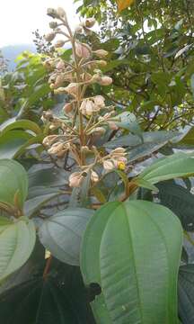 Image of Miconia dodecandra (Desr.) Cogn.