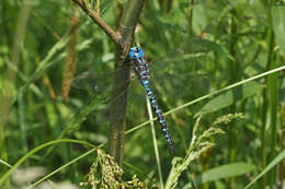 Image of Spatterdock Darner