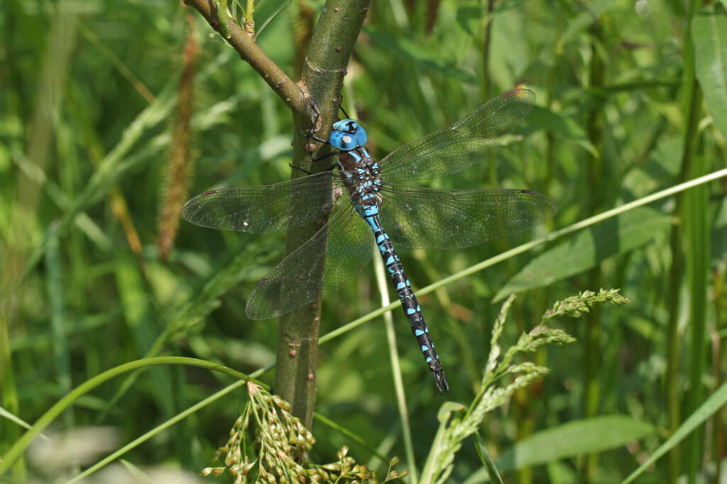 Image of Spatterdock Darner