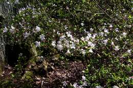 Image of Rhododendron serpyllifolium (A. Gray) Miq.