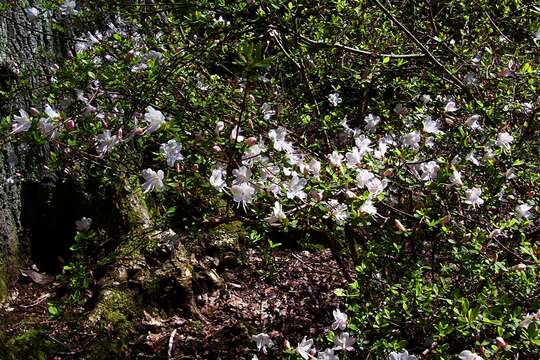 Image of Rhododendron serpyllifolium (A. Gray) Miq.